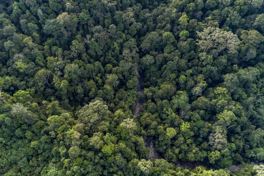 NASIB HUTAN INDONESIA DI UJUNG TANDUK Forest Watch Indonesia