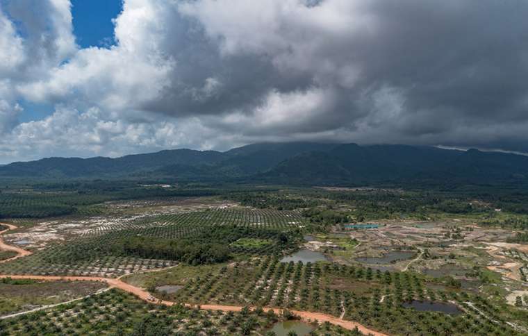 Kebun Energi Dan Ancaman Deforestasi Di Bangka Belitung Forest Watch