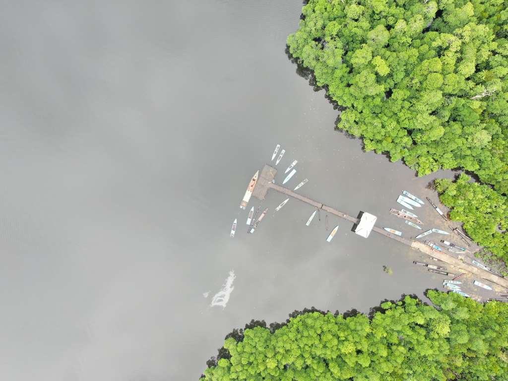 mangrove aru