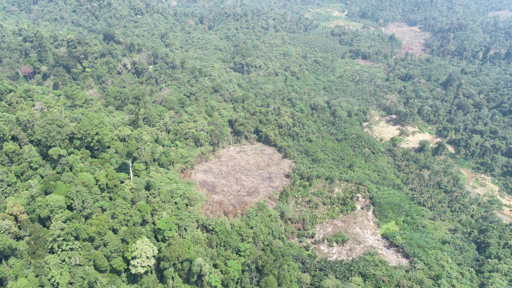 Potret Deforestasi Akibat Transisi Energi