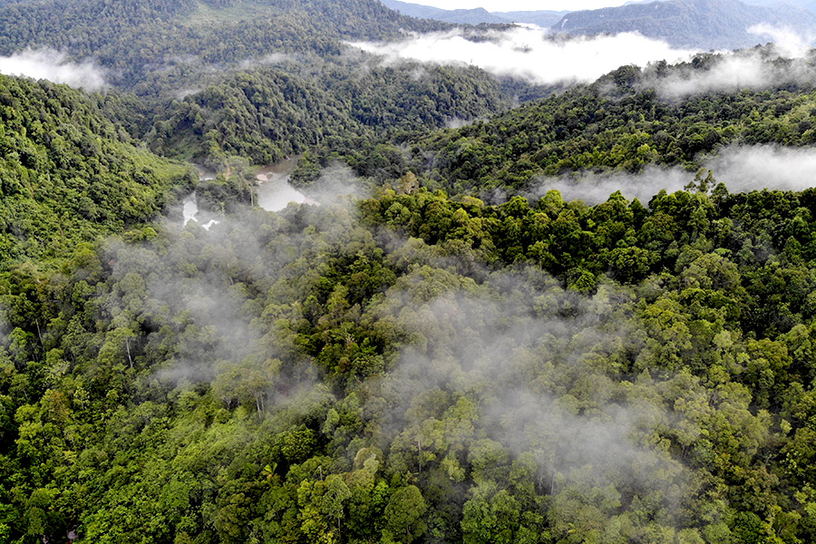 Hutan Indonesia terancam
