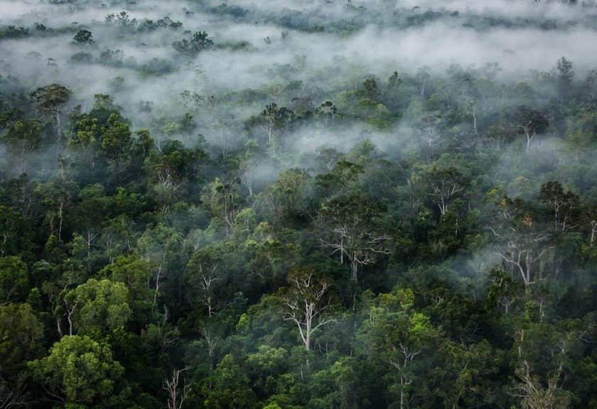 Foto udara hutan hujan tropis di Tanah Papua. UU KSDAHE Foto: thegeckoproject