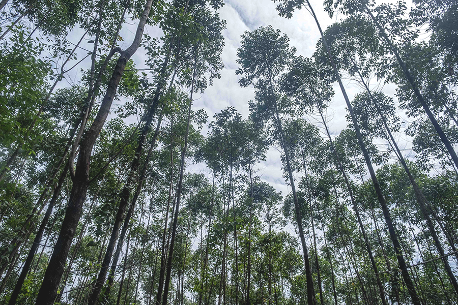 kebun energi