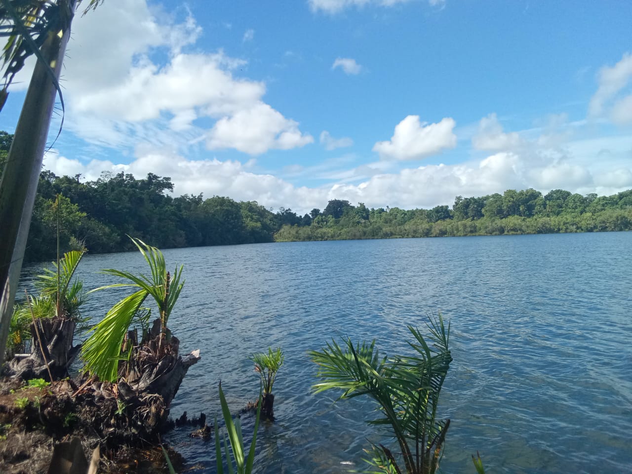Menguak Resistensi Pulau Kecil di Balik Pengembangan PLTBio di Pulau ...