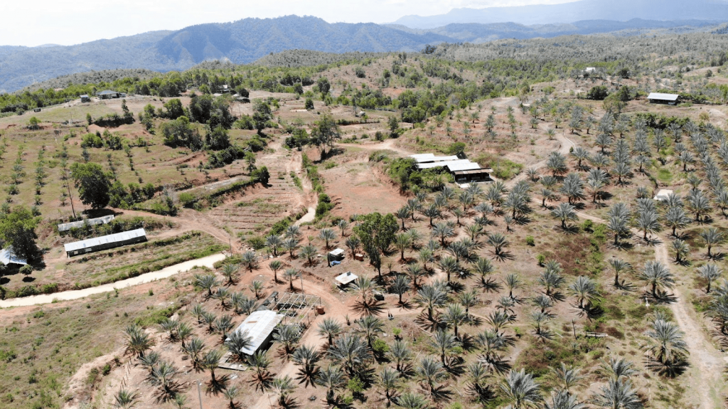 Foto dari udara kawasan konsesi PT. Aceh Nusa Indrapuri di Barbate, Kecamatan Mesjid Raya, Kabupaten Aceh Besar, ditanami pohon kurma. | Foto : KBA.ONE, Akram