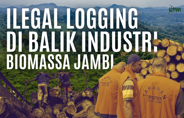 kayu ilegal logging