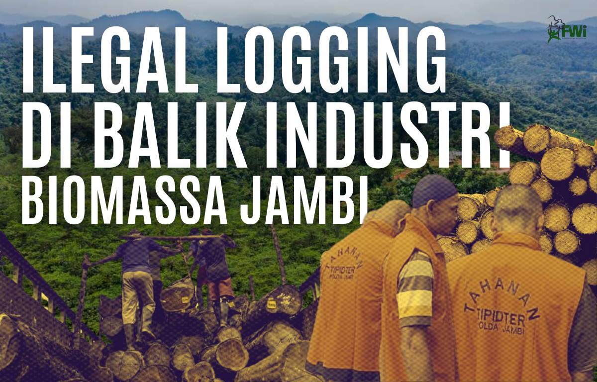 kayu ilegal logging