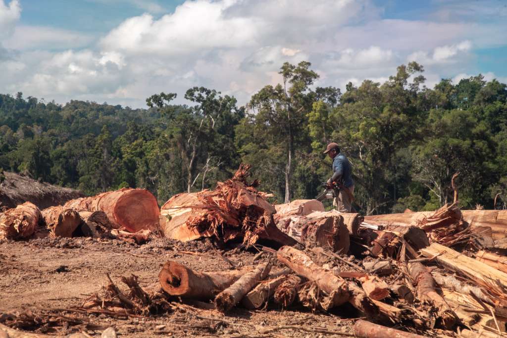 Aktivitas land clearing di konsesi PT. BTL. Kayu hutan alam dimanfaatkan menjadi wood pellet