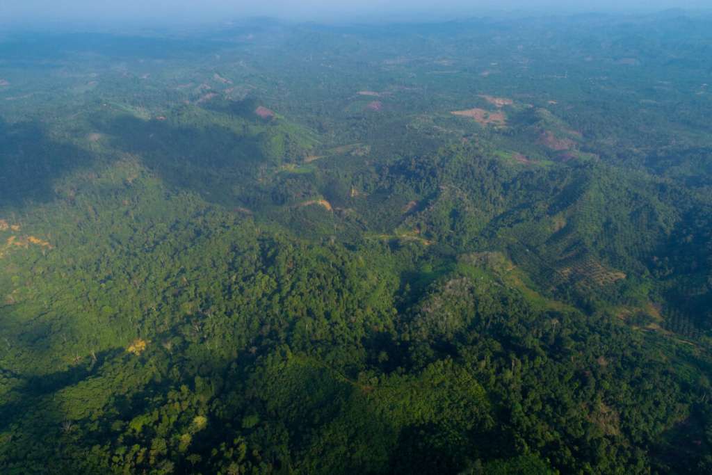 Kondisi tutupan hutan di konsesi PT HAN di Kabupaten Merangin. Foto: dok. Deri, Lembaga Tiga Beradik