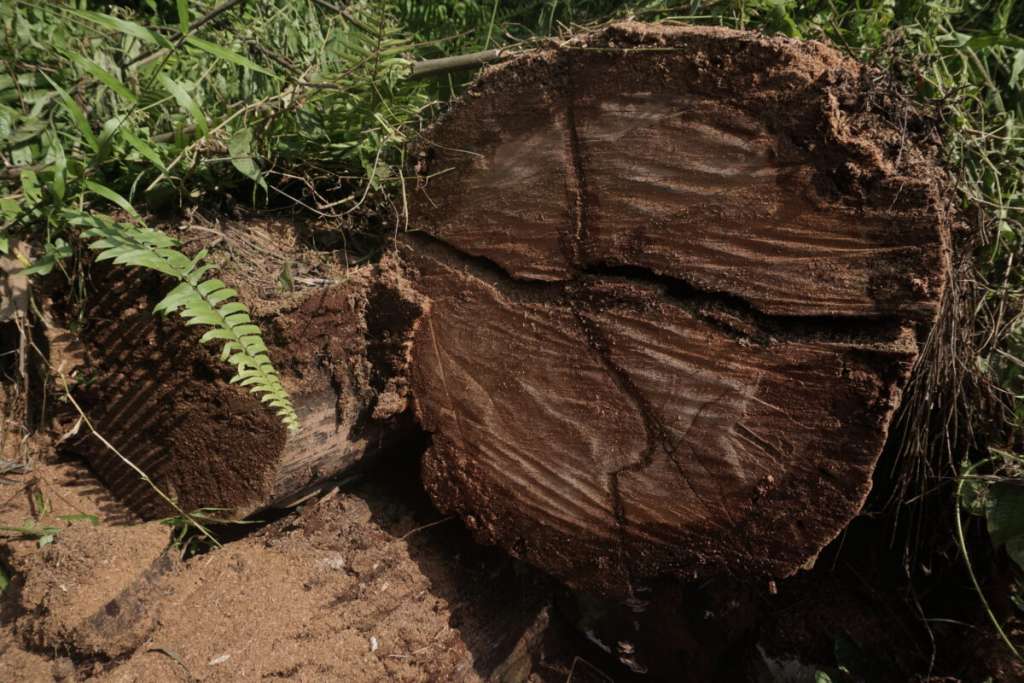 Sisa kayu di konsesi PT HAN yang telah ditebang. Foto: Teguh Suprayitno/Mongabay Indonesia