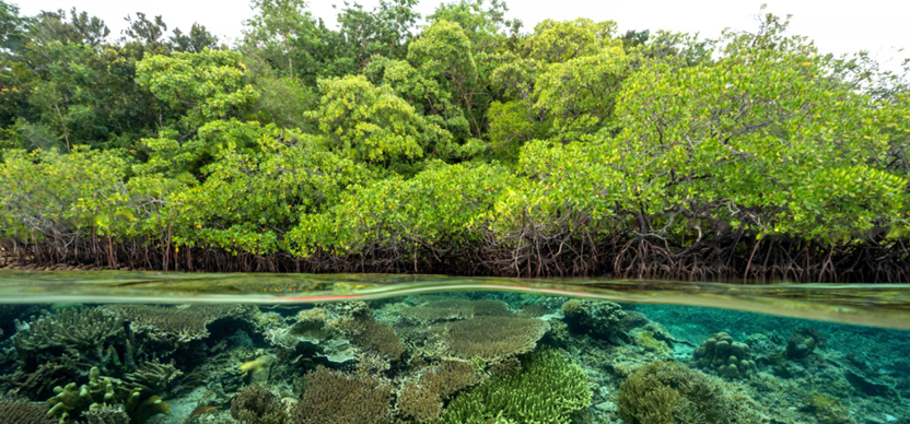 Hutan bakau dan terumbu karang di Pulau Gam, Raja Ampat, Indonesia. Foto: Anemone melalui Adobe Stock