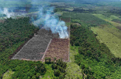 Konversi hutan menjadi kebun sawit di SM Rawa Singkil. Foto: Februari 2024 oleh Auriga Nusantara/Fajar Simanjuntak