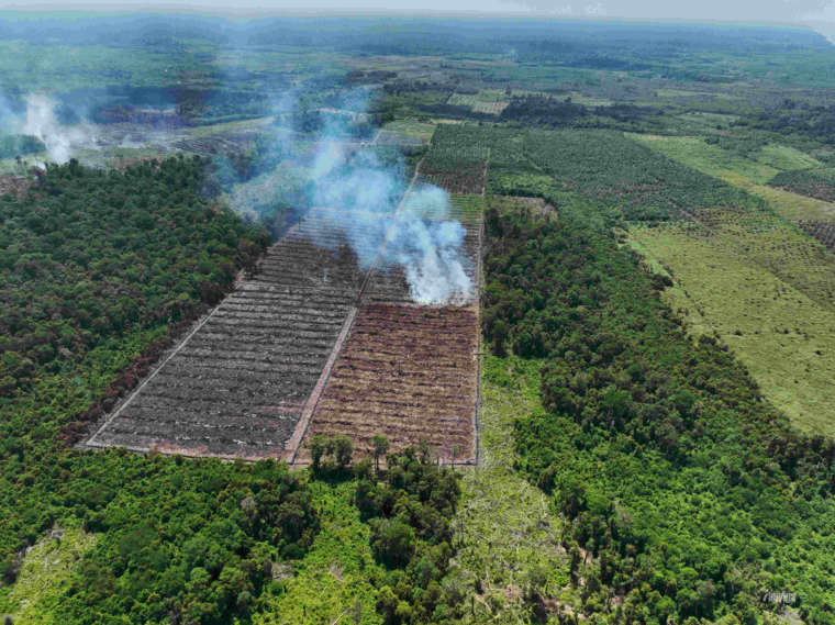 Kawasan konservasi Konversi hutan menjadi kebun sawit di SM Rawa Singkil. Foto: Februari 2024 oleh Auriga Nusantara/Fajar Simanjuntak