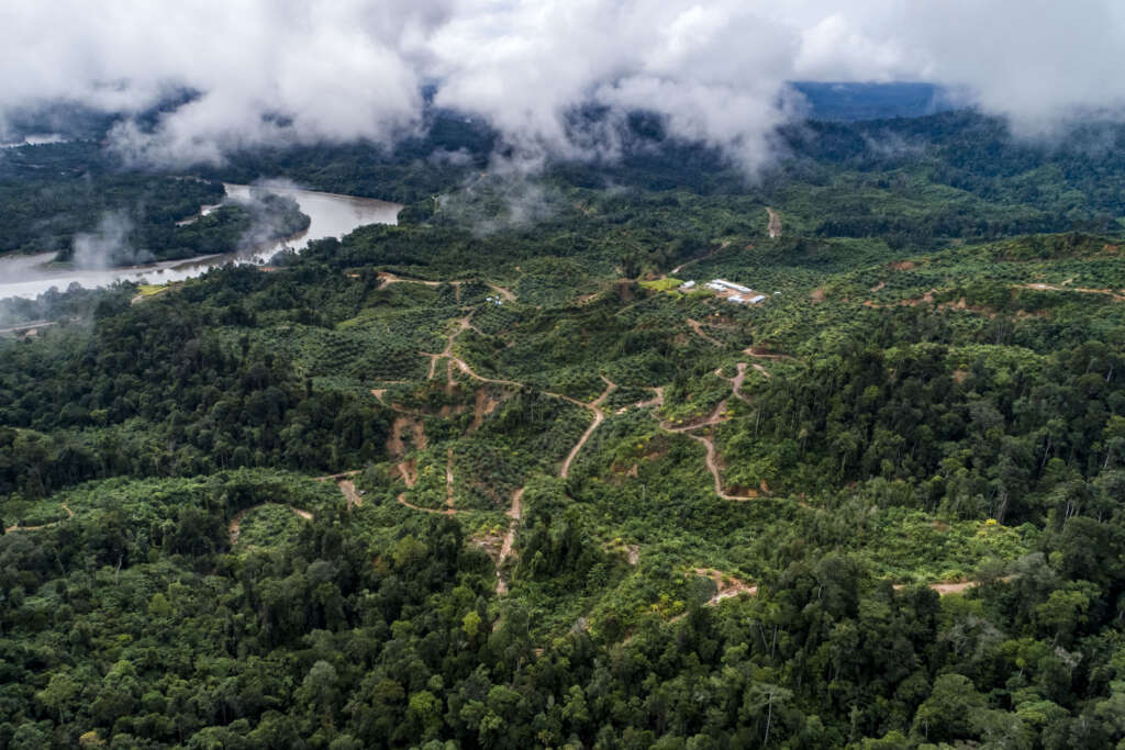 Deforestasi
