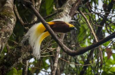 Surga di hutan papua