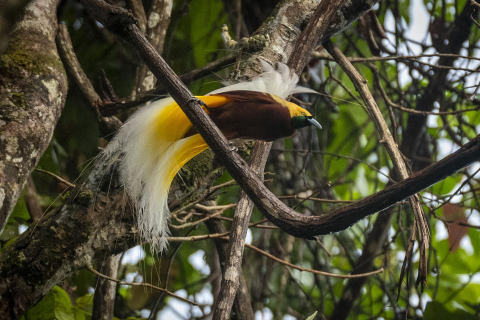 Surga di hutan papua