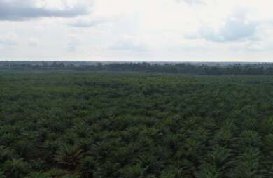Mengapa perkebunan sawit disebut perusak lingkungan