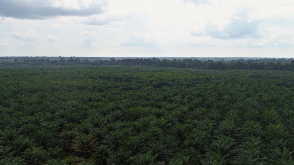 Mengapa perkebunan sawit disebut perusak lingkungan