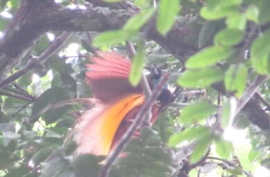 keanekaragaman hayati