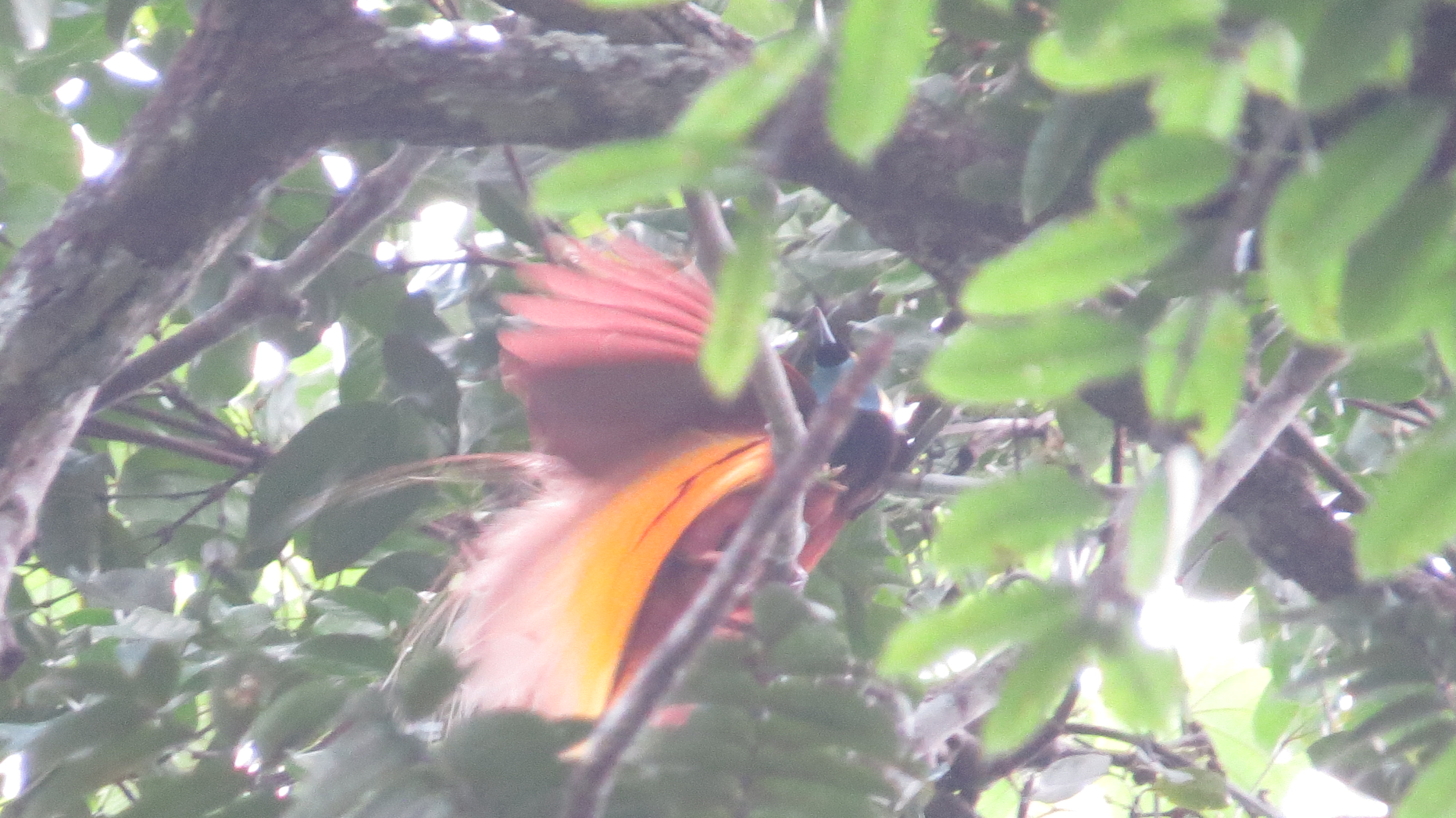 keanekaragaman hayati