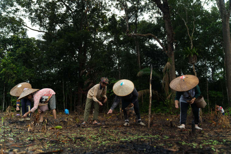 Masyarakat adat dayak iban kapuas hulu