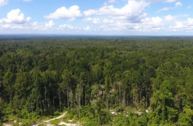 papua bukan lahan kosong disana ada hutan satwa