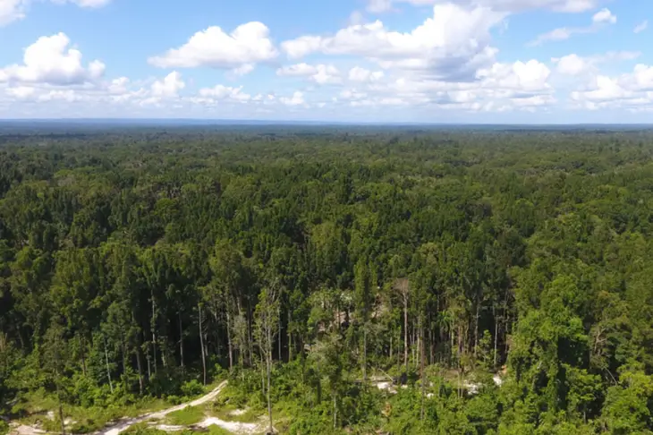 papua bukan lahan kosong disana ada hutan satwa