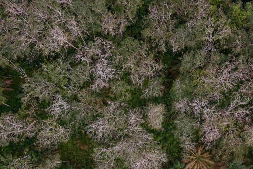 Hutan Harapan di wilayah adat Batin Sembilan Kelompok Simpan Macan Luar. Foto: dokumen FWI