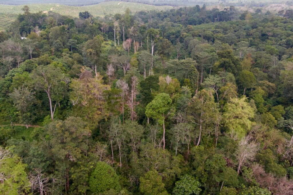 Hutan Adat Batin Sembilan kelompok Simpang Macan Luar, sebagian telah berubah menjadi perkebunan sawit. Foto: dok.FWI