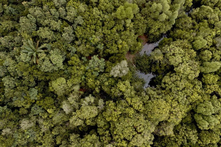 Paye di lanskap hutan di sekitar Danau Burung, Tempirai. Foto: Ariadi Damara/Mongabay Indonesia.