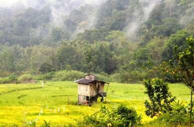 Sawah berkeliling hutan di Hutan Adat rantau Kermas karbon. Foto: Elviza Diana/Mongabay Indonesia