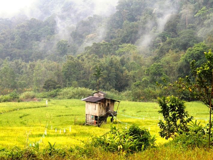 Sawah berkeliling hutan di Hutan Adat rantau Kermas karbon. Foto: Elviza Diana/Mongabay Indonesia