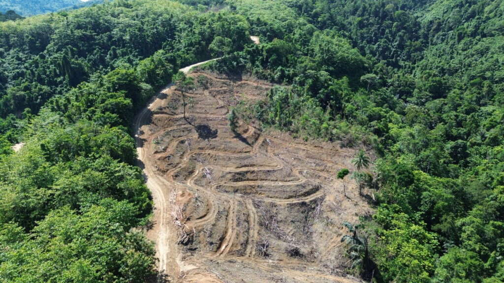 Kondisi hutan alam di Gorontalo Utara yang mulai dibuka untuk monokultur. Foto: Sarjan Lahay/Mongabay Indonesia.