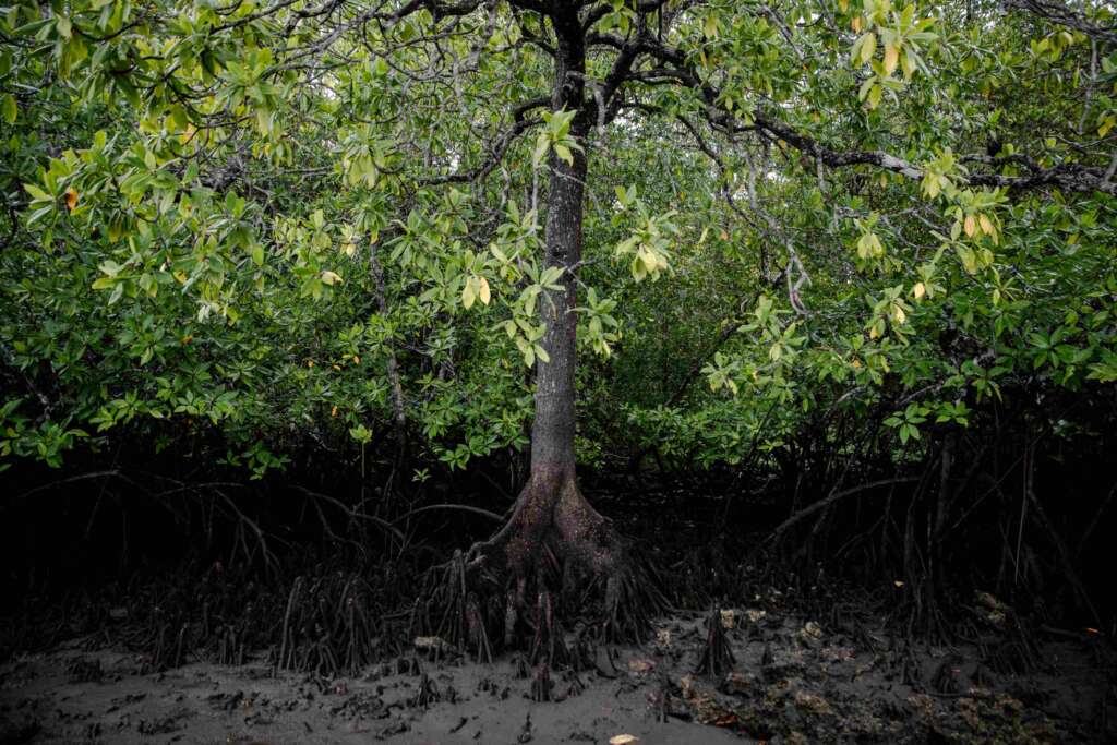 Tata Kelola Kehutanan Mangrove