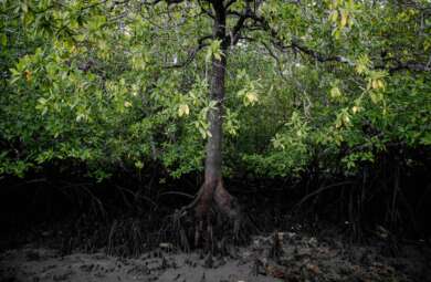Tata Kelola Kehutanan Mangrove