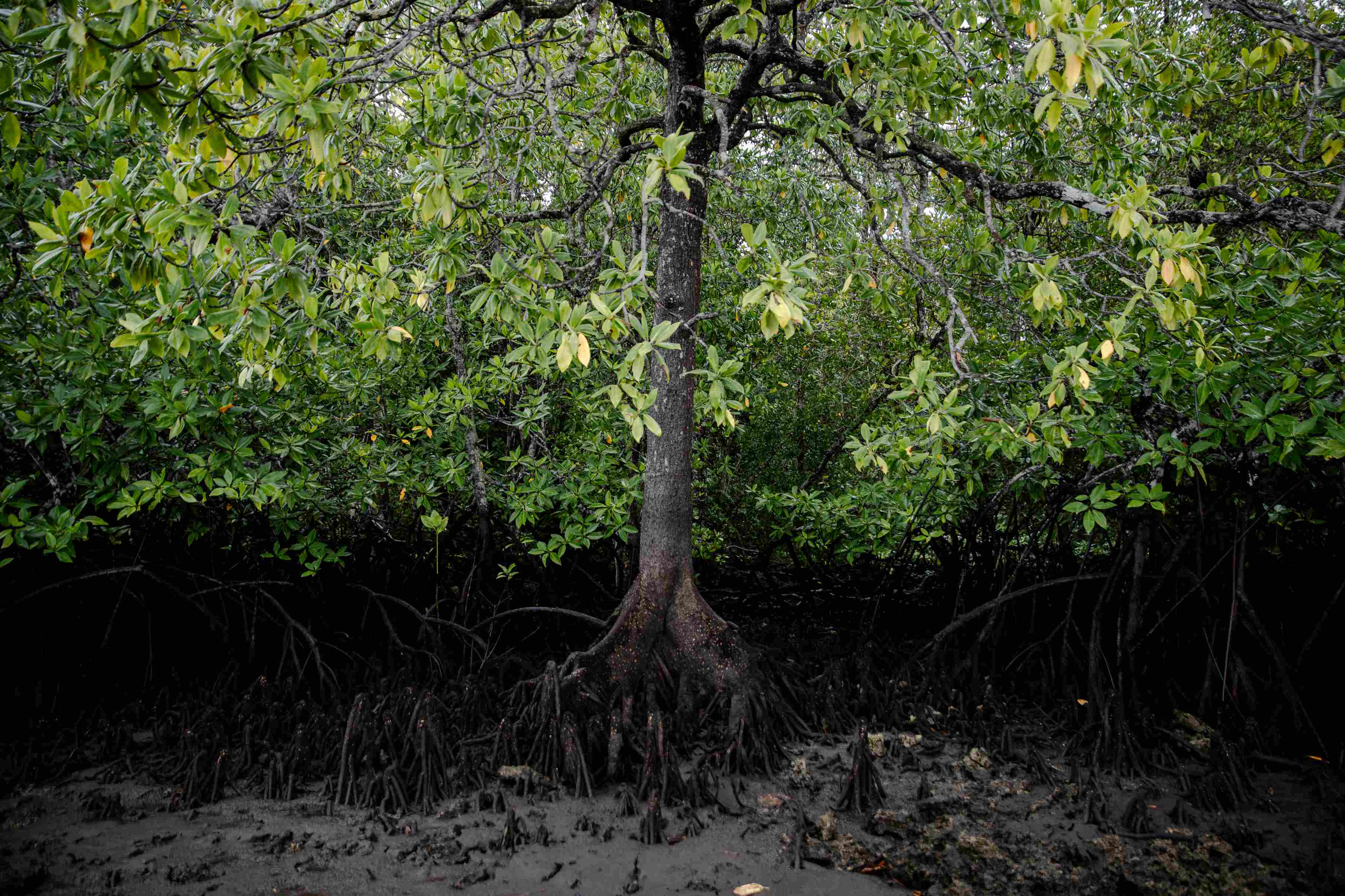 nasib hutan kita
